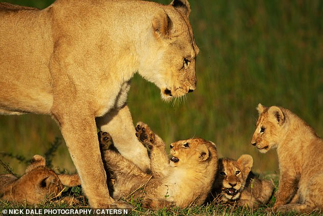 An eager lion cub is carefully put in place by its mother