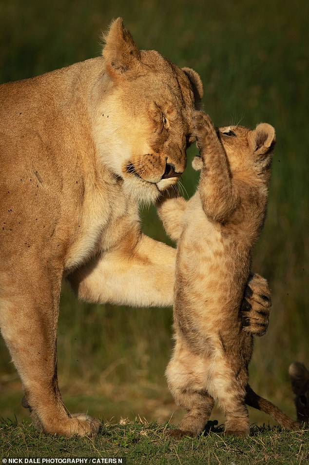 A cheeky lion cub eagerly seeks playtime with his mother