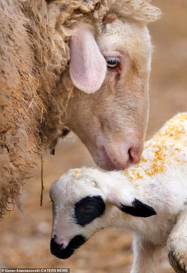 A lamb caresses its mother