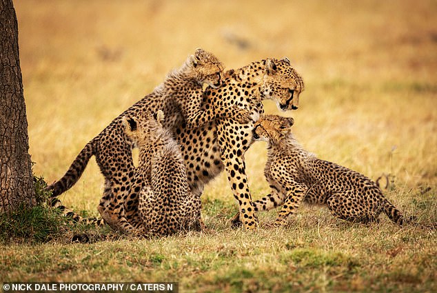 A cheetah enjoys a moment of relaxation with her three lively cubs