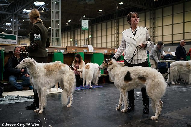 On day 4 of the Crufts Dog Show at the National Exhibition Centre, Borzoi poses with his handlers.