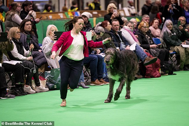Laura Barclay competing with Sting's Irish Wolfhound in the Limit Dog, participating in the class on Sunday (today)