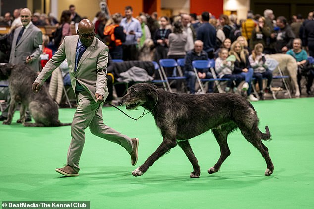 Chris Amoo with Sade Melchior, an Irish Wolfhound performing at the Limit Dog class today (Sunday)