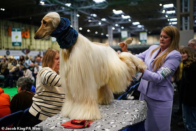 An Afghan hound prepares for the ring on the final day of Crufts in Birmingham