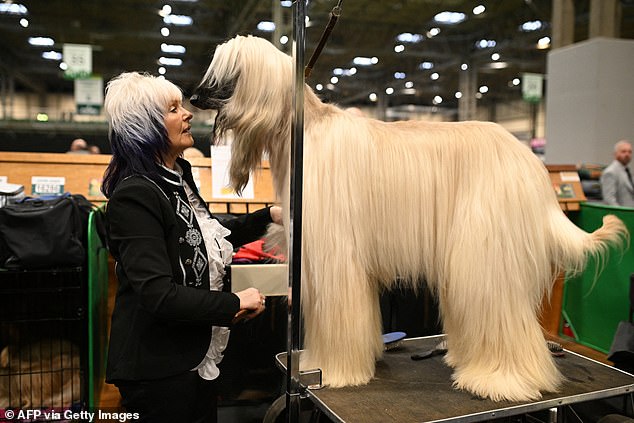LONG HAIR: An Afghan hound is groomed before being judged on the final day of the Crufts