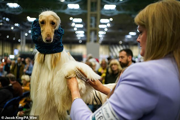 READY FOR THE RING: A woman brushes the hair of an Afghan hound as the animal prepares to take part in the competition