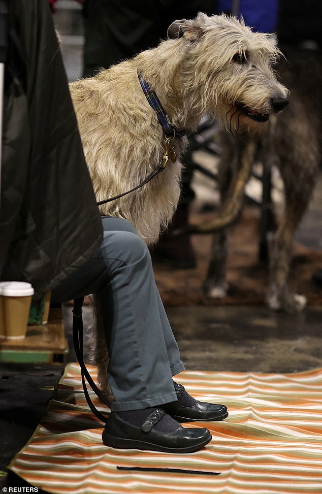 In front of the panel of judges, an Irish wolfhound waits to participate in the competition, sitting with its owner.