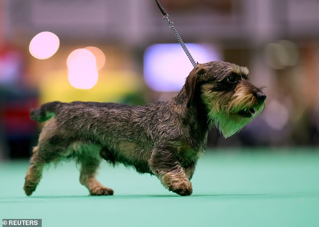 A miniature wire-haired dachshund is seen during judging on the final day of the Crufts dog show.