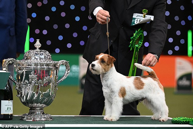 A nine-year-old Jack Russell terrier named Zen, from Japan, who previously won the terrier group, was appointed as reserve dog