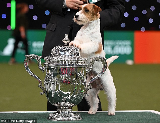 Jack Russell"Zen" poses at the trophy presentation after coming second in Best in Show