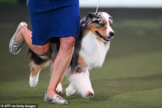 Viking the Australian Shepherd claimed honors at Birmingham's National Exhibition Center - after traveling from Solihull just six miles away