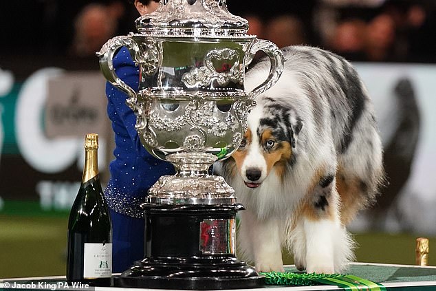 The Australian Shepherd, "Viking" sits with the trophy after being named Best in Show