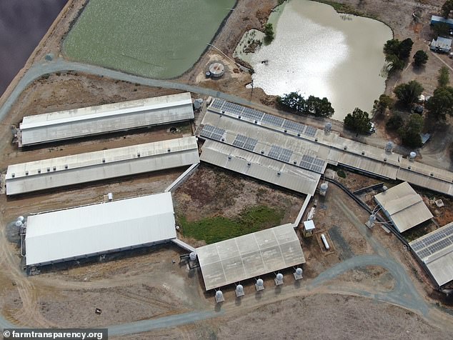 Footage of the alleged animal cruelty and brutality was filmed at the Midland Bacon factory (pictured) at Carag Carag in Victoria, 180 kilometers north of Melbourne