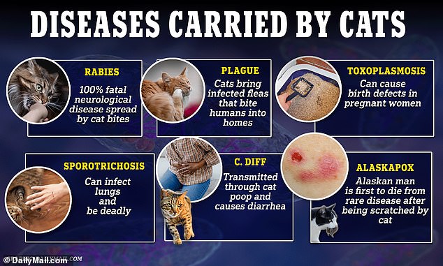 It is unclear how the New Mexico man contracted the plague. In Oregon, a patient contracted the disease from his cat. Cats, both wild and domestic, can carry numerous diseases - some of which can be transmitted to humans