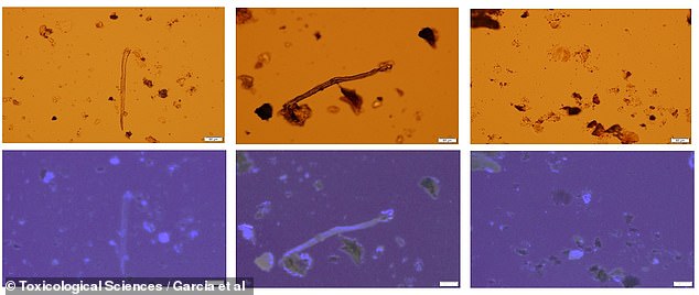 These optical microscope images show microplastics in human placenta samples. The bottom row is illuminated with UV light to show how much plastic remains in the sample, even after the fabric has been processed.