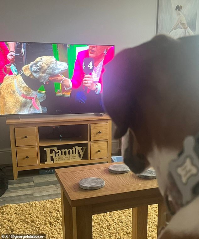 Elsewhere, @georgelolaboxer shared a sweet photo of George, an 11-year-old boxer looking very alert as they tuned into Channel 4's coverage of the event.