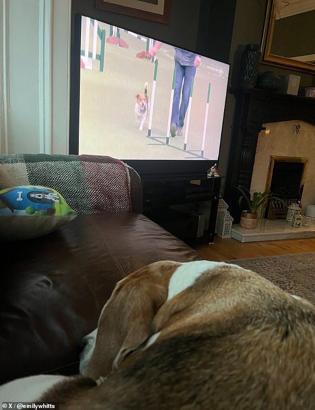 Buzz the Beagle seemed very relaxed while tuning into a broadcast of the prestigious dog show this week.