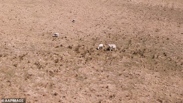 Risks from climate change also include prolonged drought and an increase in extreme heat (pictured on a farmer's property)