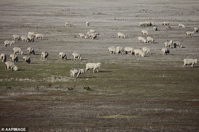 The assessment warns that if climate-related disasters occur regularly, there could be permanent changes in the way landscapes function (image shows sheep grazing on a patch of land)