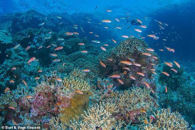 Using genetic analysis on coral samples from 19 different sites like this one, the researchers found that the scattered reefs had a strong genetic connection.