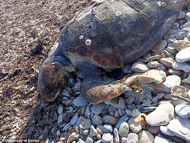 In the study, researchers examined 135 loggerhead turtles that had been dragged or killed as bycatch in fishing nets in northern Cyprus.