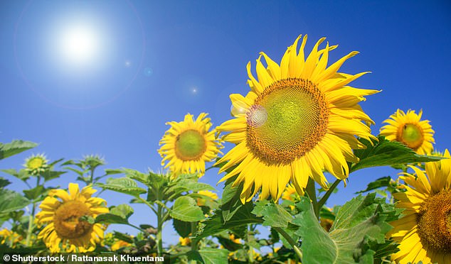 Sunflowers are a favorite in UK gardens and easily brighten up any dull space. But unfortunately, they represent a problem for people with allergies (file image)