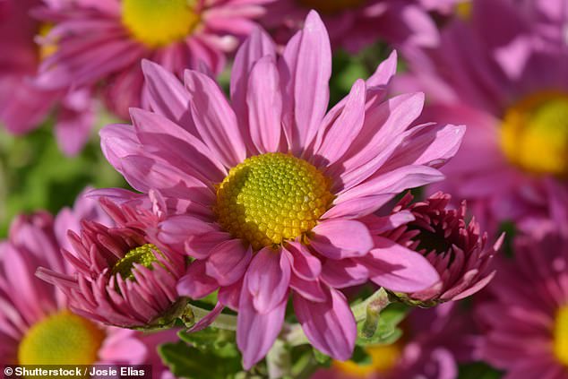 Despite their beauty, chrysanthemums have airborne pollen grains that can cause serious irritation due to the concentration of pollen between multiple flower heads (file image)