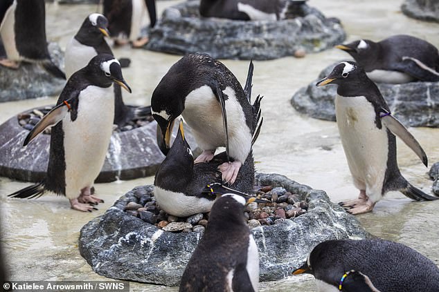 If the female penguin accepts the stone, she will take it and place it on the next one.  The pair will then work together to build a nest, mate, and raise two eggs.