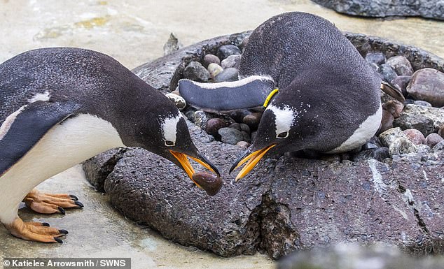 Male penguins will present females with the best pebble from their nest as a proposal