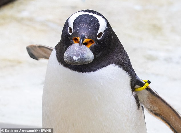 Some penguins find it easier to turn to crime, stealing the best stones from their rivals' nests to build their own.