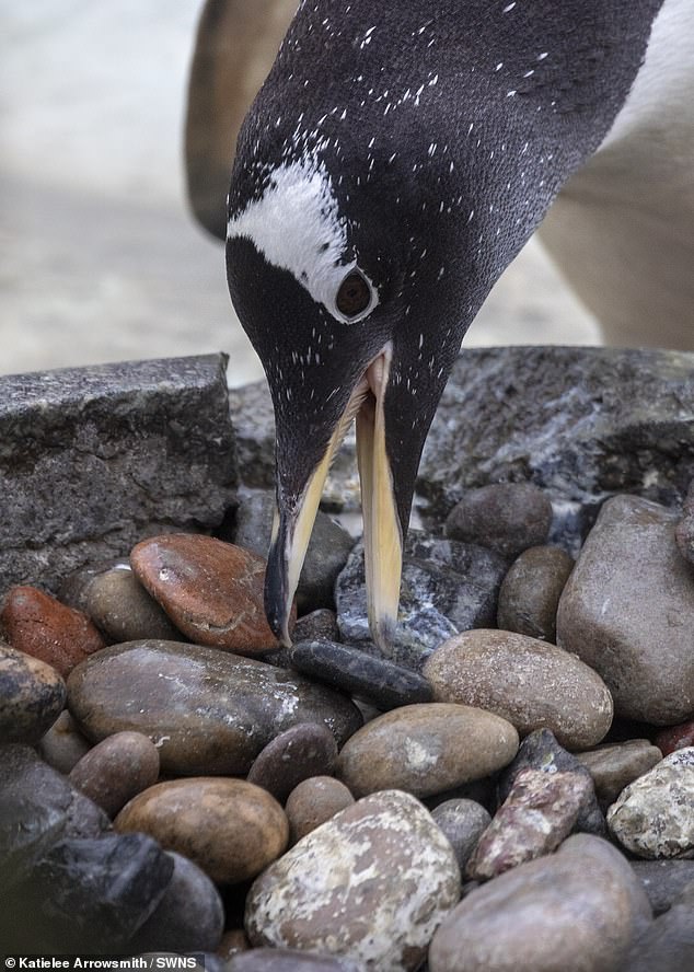 Penguins carefully choose pebbles that allow snow and water to drain off, ensuring the eggs stay warm and dry during their month-long incubation period.
