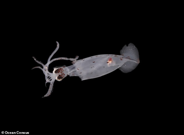 A deep sea squid. A global team of researchers is working to confirm the findings at taxonomic workshops in Wellington, New Zealand