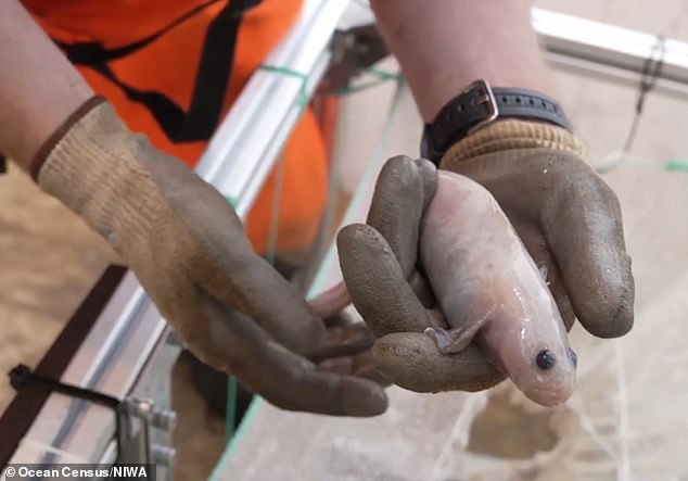 Pictured, what is believed to be an eel wagtail - the bizarre ray-finned fish that looks like an eel