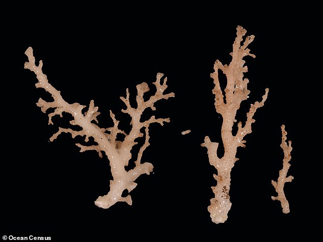 New species of coral (pictured) are among the discoveries. Experts have been amazed by the sheer biodiversity of life they have discovered