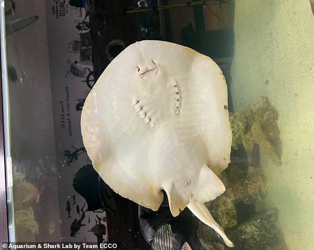 1710261742 762 New ultrasound of Charlotte the virgin stingray shows her pups