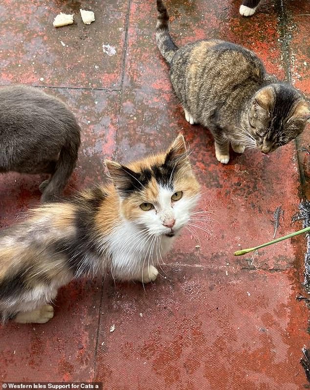 Moggies began 'gathering' at the vacant property on the Hebridean island several months ago