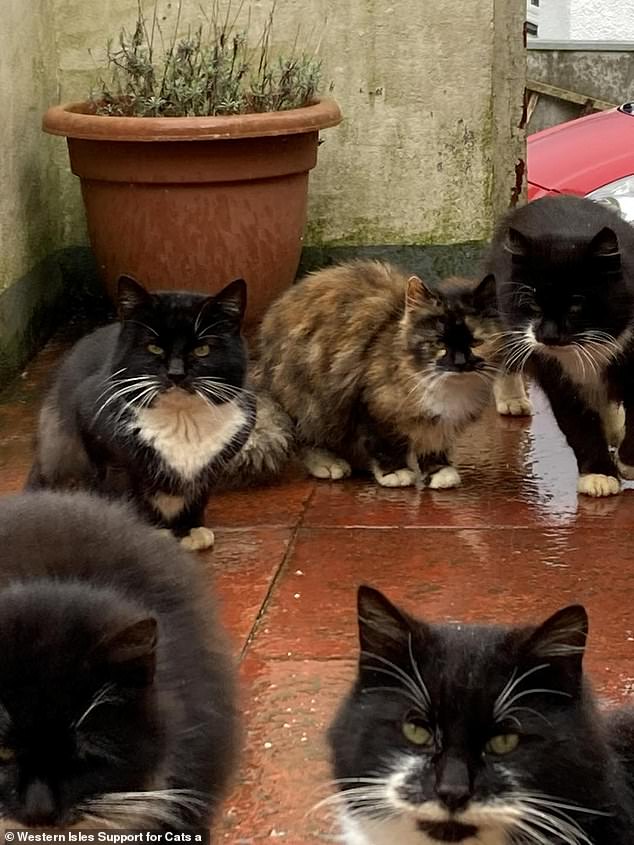 With numbers quickly increasing to more than 20, they have since been joined by even more homeless barn cats following the deaths of two local owners