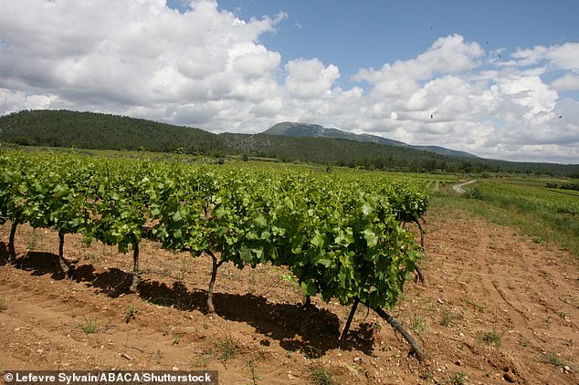 The land surrounding the château in the south of France is known for producing high quality wine
