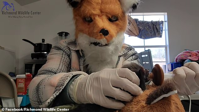 In a video shared by the center on Facebook, the baby kit can be seen on top of a large stuffed animal fox as Stanley fed her milk from a syringe