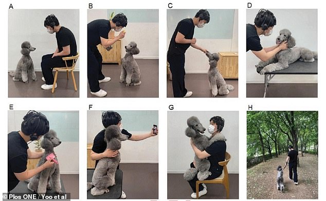 The team, from Konkuk University in South Korea, recruited 30 adult participants for their study. They were asked to do eight different activities with a well-trained four-year-old poodle, including playing with a handheld toy, giving it treats, and taking photos with it.