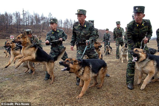 The practice of keeping dogs as pets started small in North Korea in the early 2000s, where they were usually guard dogs