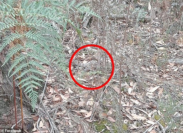 The brown scales of the highly venomous snake can hardly be seen camouflaged among the leaf litter (pictured)