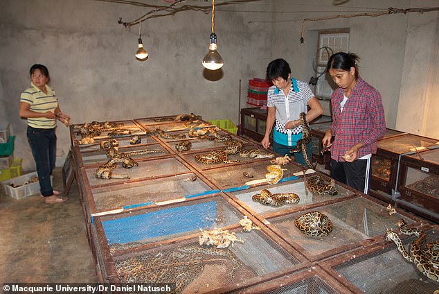 Cultured python meat may offer a more sustainable alternative to other cultured meats, analysis of python growth rates suggests. In the photo, workers in China with Burmese pythons (Python bivittatus)