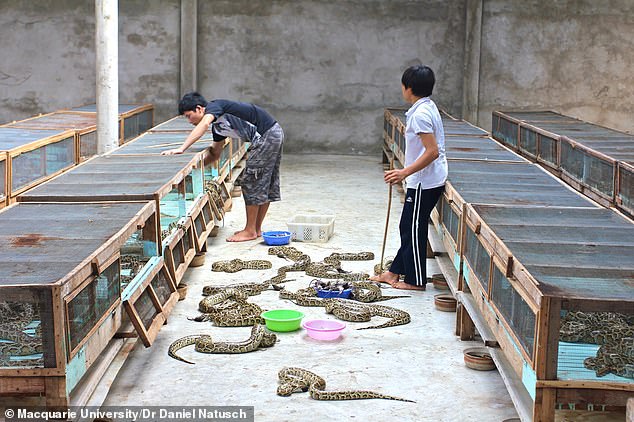 Reticulated and Burmese pythons grew rapidly over a 12-month period despite not needing food as frequently as other livestock animals. In the photo, workers in Vietnam with Burmese pythons.