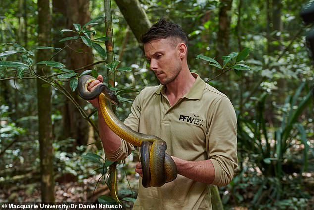 Macquarie University biologist Dr Daniel Natusch holds an Australian water python (Liasis fuscus), a species that is not farmed (it is a wild python).