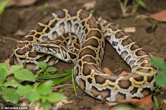 Even when they didn't eat for 4.2 months, the pythons survived and lost some weight, but at a very slow rate. In the photo, the Burmese python