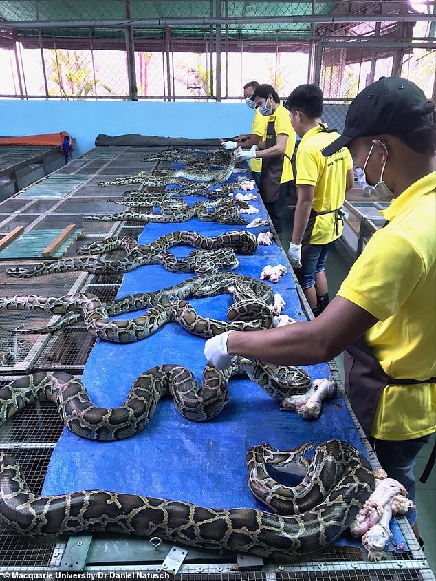 Workers in Vietnam eat meat from dead Burmese pythons, which has been described as chewy and somewhat chicken-like.