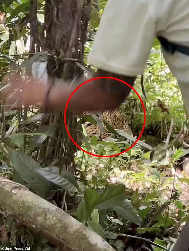 Finally, the group managed to scare the jaguar back into the jungle and no one was hurt.