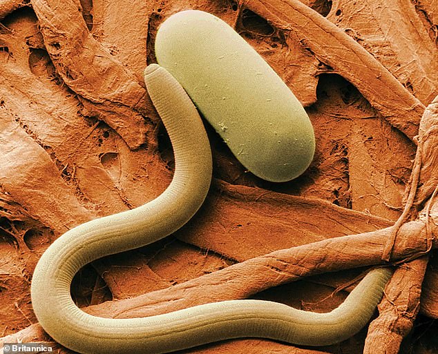 Nematodes are small worms that can live in extreme and harsh conditions.
