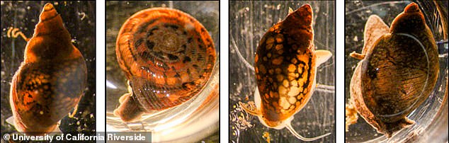 The team collected more than 2,000 snails and found two species that harbored flatworms: Galba cubensis and Galba humilis.
